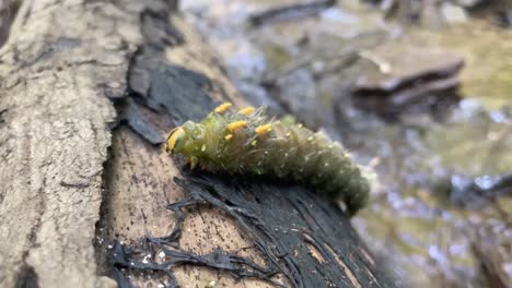 Green-caterpillar-climbs-up-side-of-log-in-forest-creek