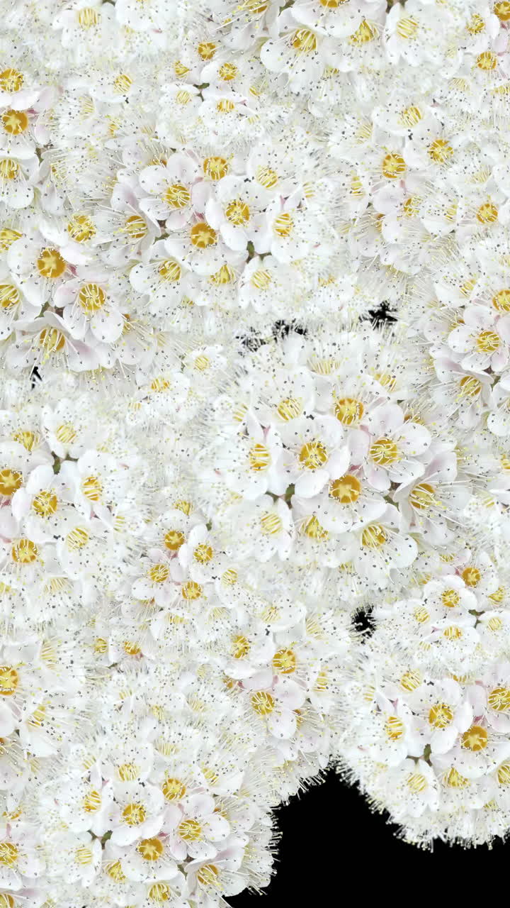 Transizione animata di fiori bianchi in fiore con canale alfa.