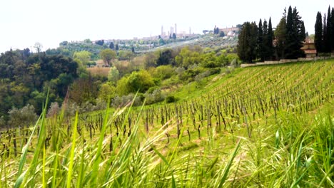 paisaje típico de la toscana con las hermosas colinas verdes