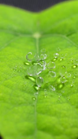 Vertical Macro Shot Of Water Droplets Dropping On Green Leaf, Slow Motion