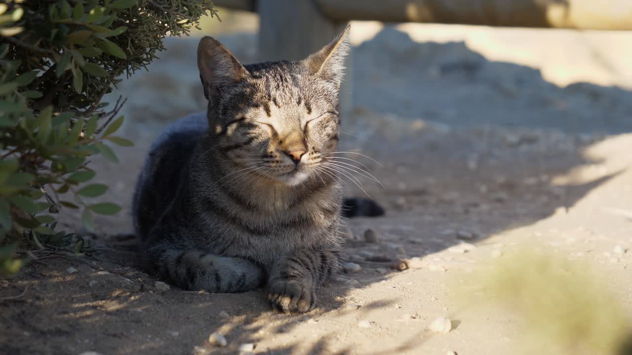 primer plano, vista panorámica de un gato dormido escondido a la sombra del calor del sol en algarve, portugal, arenas y cercas de bambú en el fondo