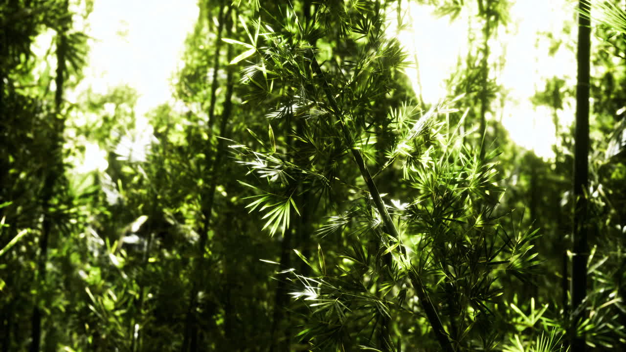 Lush green bamboo forest under bright sunlight creating a serene atmosphere