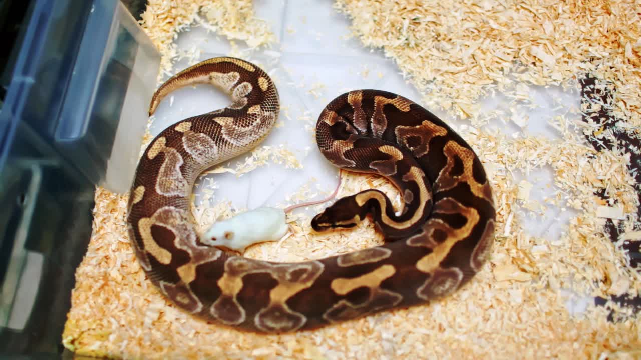 serpiente pitón mira a su presa sin moverse