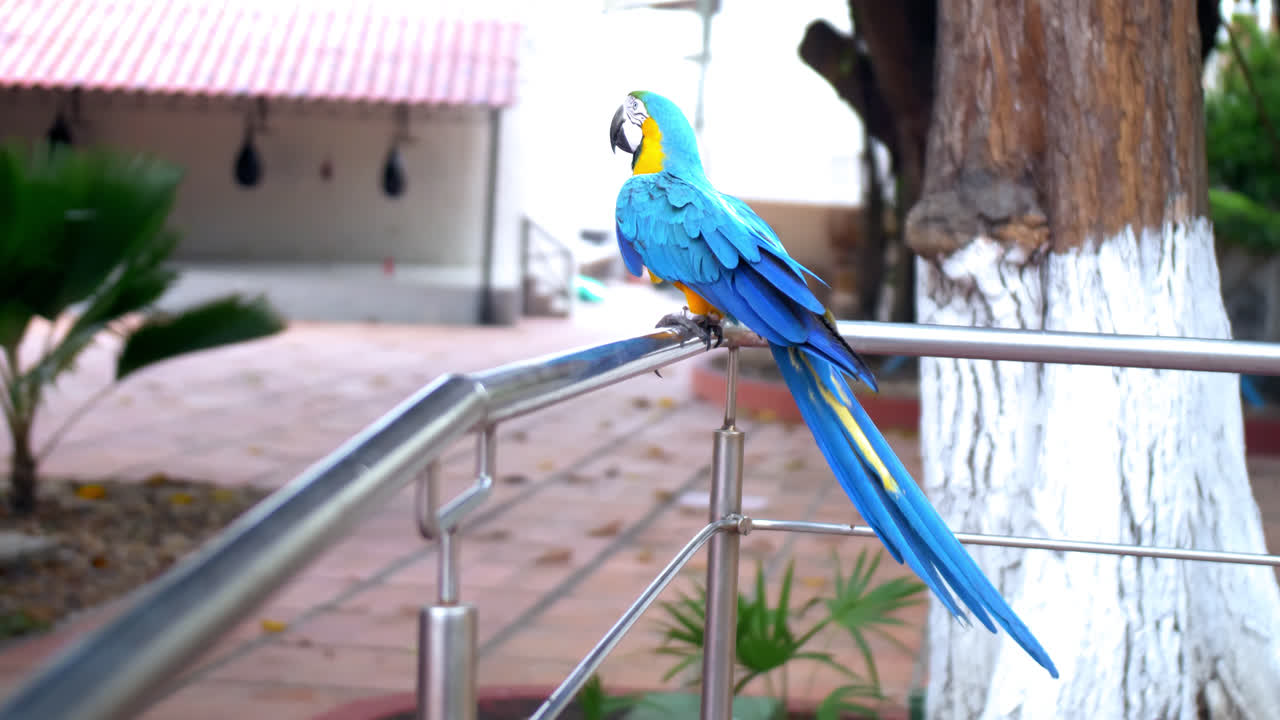 금속 울타리-2에 누워 있는 화려한 앵무새의 일반 샷