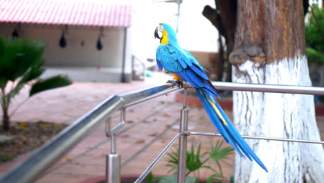 toma general de un loro colorido tendido en una valla metálica-2