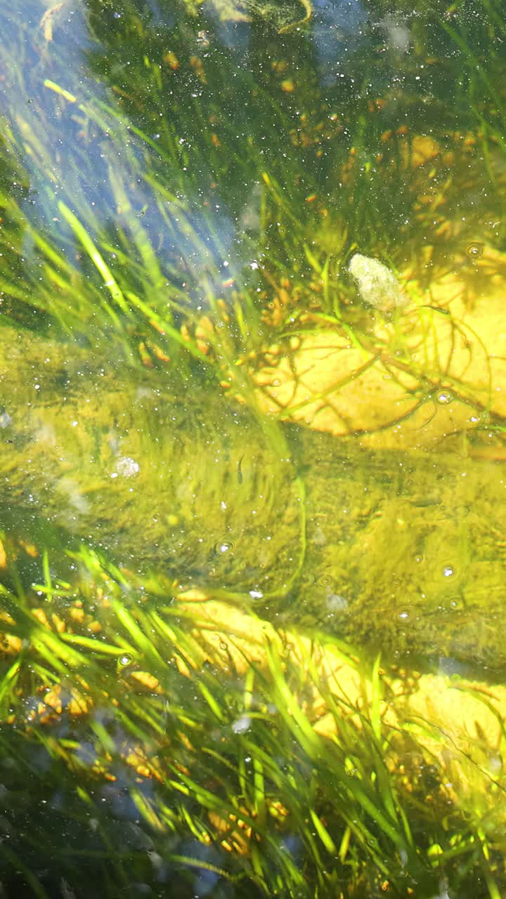 La luce del sole filtra attraverso l'acqua limpida sull'erba verde sommersa e sulle rocce coperte di alghe in un ruscello.