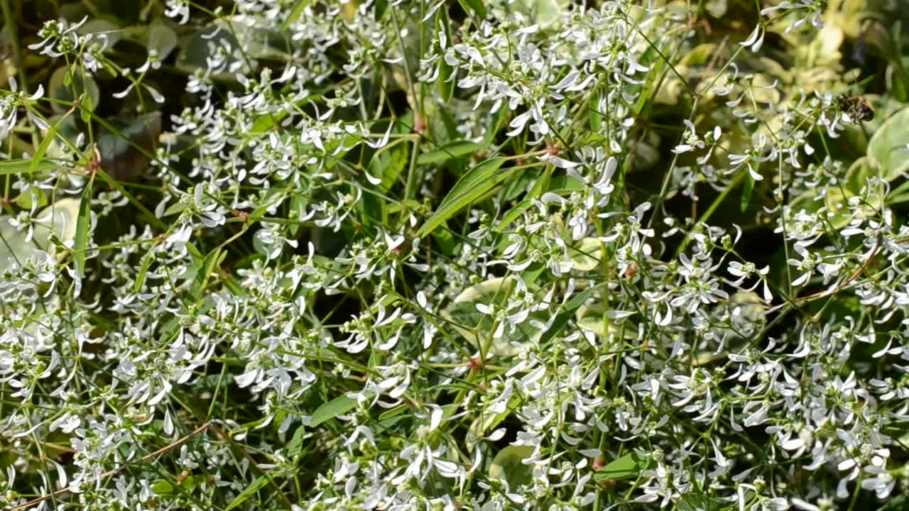 Blossoming flowerbeds in the park