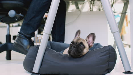 Welpe-Der-Französischen-Bulldogge-Liegt-Auf-Dem-Bett-Unter-Dem-Schreibtisch-Im-Büro,-Während-Der-Besitzer-Arbeitet