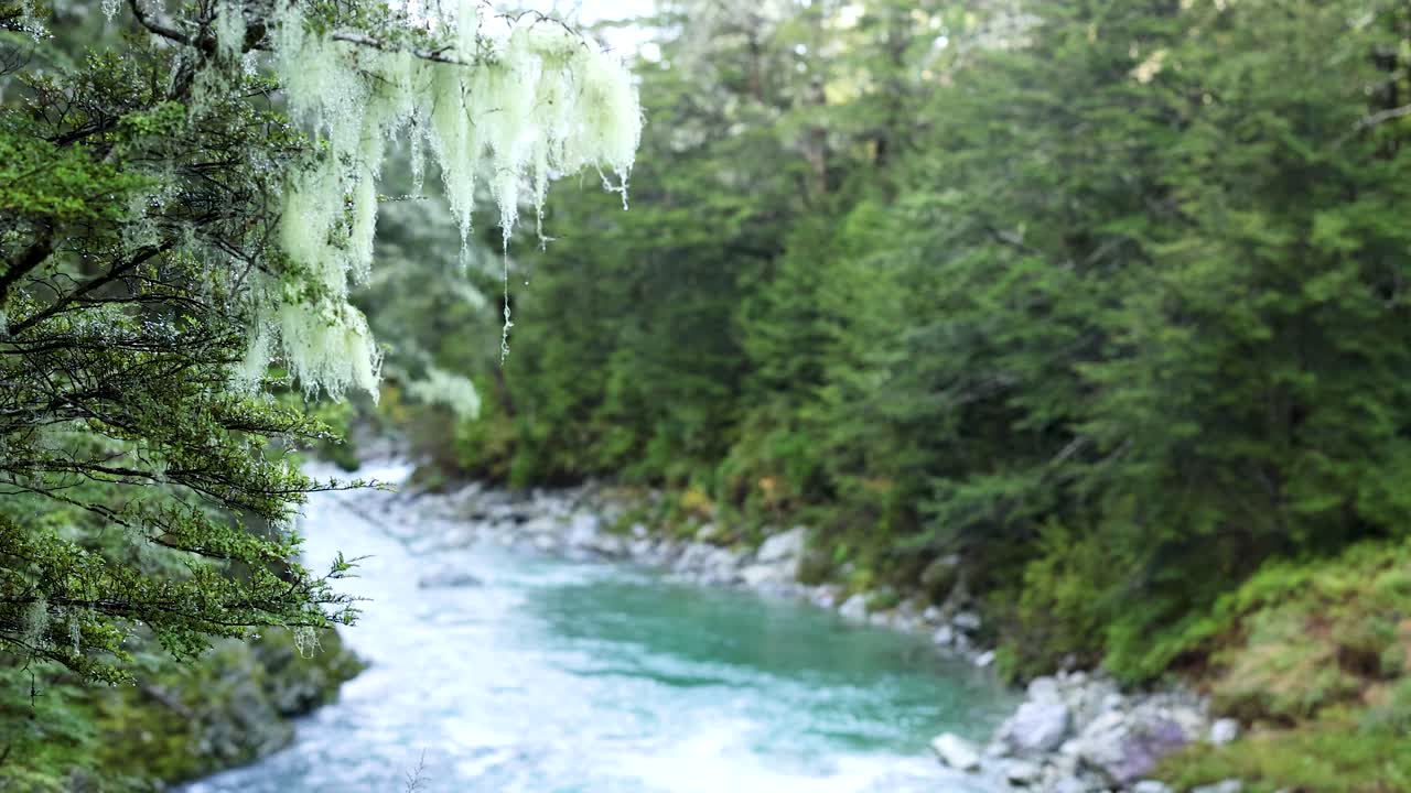 A steady camera captures a turquoise mountain stream winding through dense, mossy rainforest under soft natural daylight in Kinloch, North Island, New Zealand