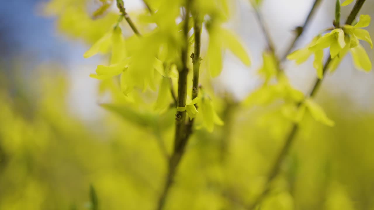 Yellow Forsythia Blossoms in Spring
