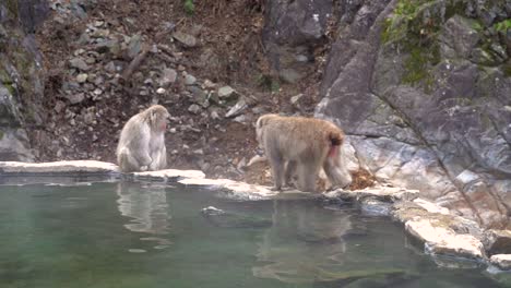 nagano city, japan - a big snow monkey slowly walking on the edge of the rocks and drank water to quench its thirst - wide shot