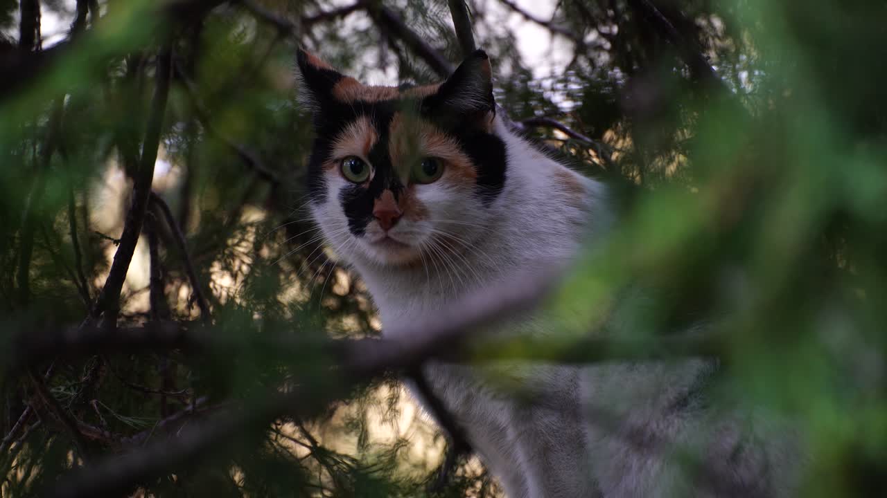 gato escondido entre las ramas del árbol listo para cazar, mirando directamente a la cámara