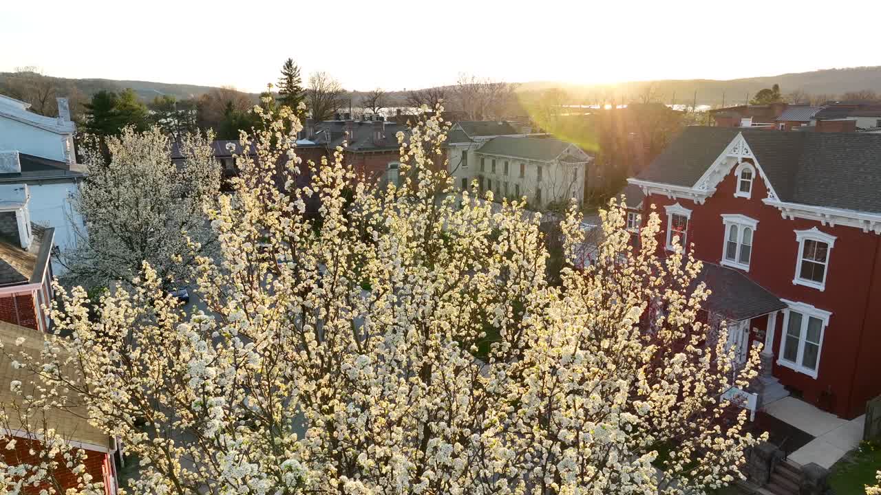 hermoso árbol en flor en los estados unidos al atardecer con casas y un horizonte espectacular en el fondo