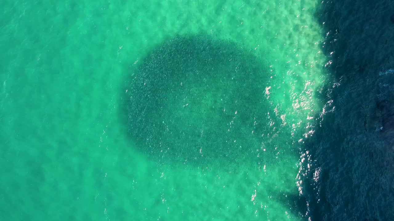 toma aérea de drones de la escuela de círculo de peces de salmón desde arriba de la costa central del océano pacífico norte de avoca nsw australia 4k