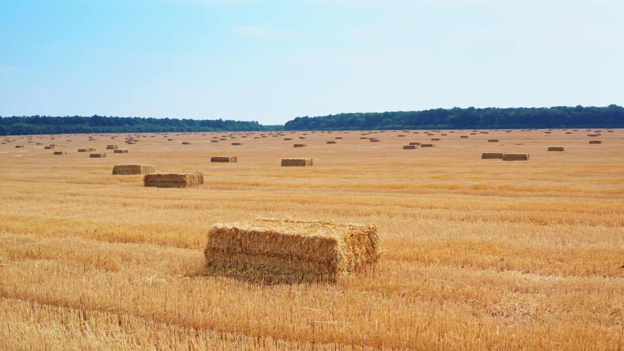 Rectangular hay bales left in the cut wheat field. Straw packs scattered by the farmland after harvesting season.