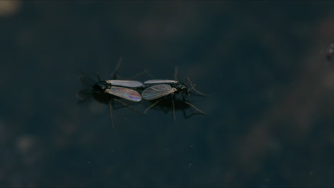 Non-biting-Chironomid-midges-mating-on-the-water-surface,-viewed-from-above