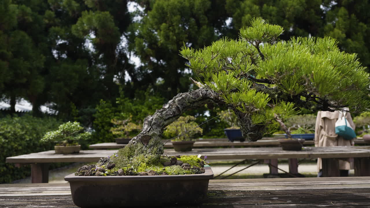 Japonya, Kyoto'da küçük bir saksıda duran gür bir bonsai ağacına doğru ağır çekim dolly çekimi.