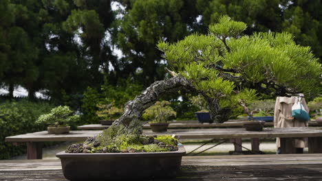 slow motion dolly shot towards a luscious bonsai tree in a small pot in kyoto, japan