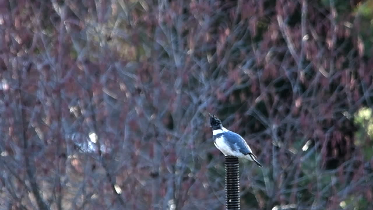 Belted Kingfisher on a pole in the Deschutes River, Oregon flies away