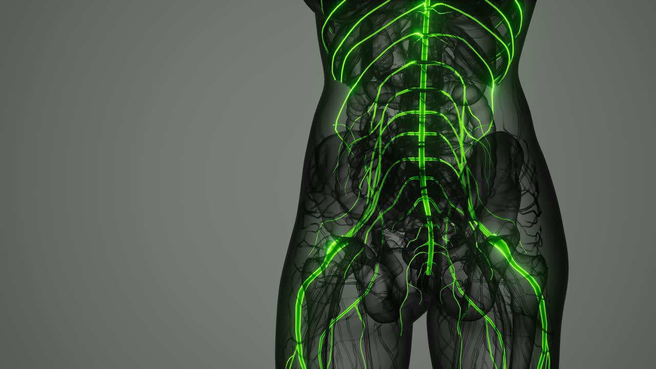 y el sistema nervioso del cerebro humano