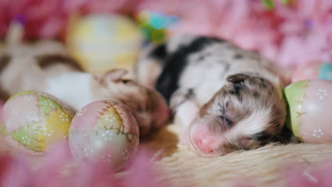 newborn puppy near easter eggs 01