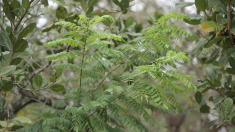 Tropical-green-plant,-cinematic-realistic-background