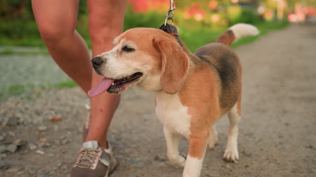 Close-up of individual's legs walking along dusty gravel road, with dog walking alongside with tongue out, leash visible, background features greenery with a blurry, unclear object in distance