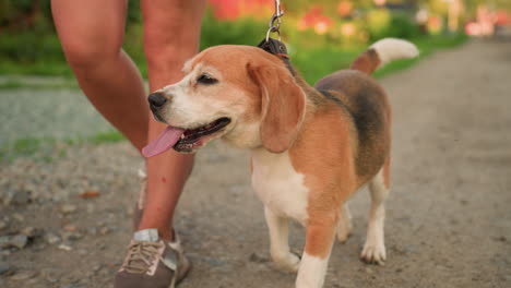 close-up of individual's legs walking along dusty gravel road, with dog walking alongside with tongue out, leash visible, background features greenery with a blurry, unclear object in distance