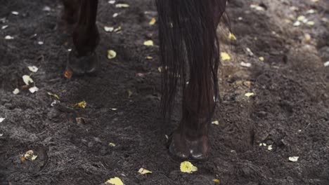 pezuñas de caballo caminando sobre arena, suciedad en un bosque en cámara lenta, marrón