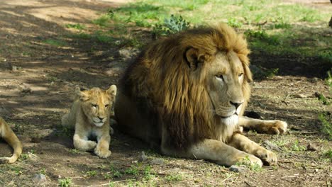 lion with a lion cub laying down on ground