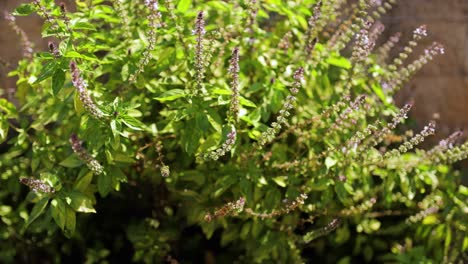 abejas volando alrededor de un arbusto de albahaca tailandesa con muchas flores moradas