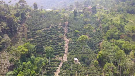 Kaffeeplantage-Im-Bolivianischen-Bergdschungel