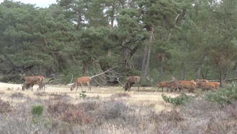 Huge-group-of-deers-and-one-buck-running-out-into-field-in-Hoge-Veluwe