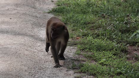 a monkey walking aimlessly on a rough stone road under the sun and shades of the trees