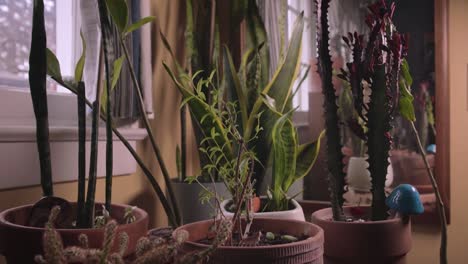 shelf full of plants and knick-knacks