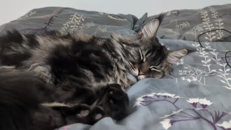 static shot of a gray maine coon cat waking up from a peaceful nap