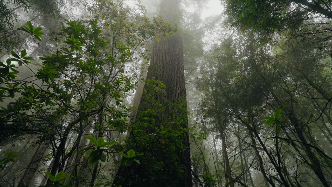 Magnificent redwood trees reach high into the misty clouds overhead