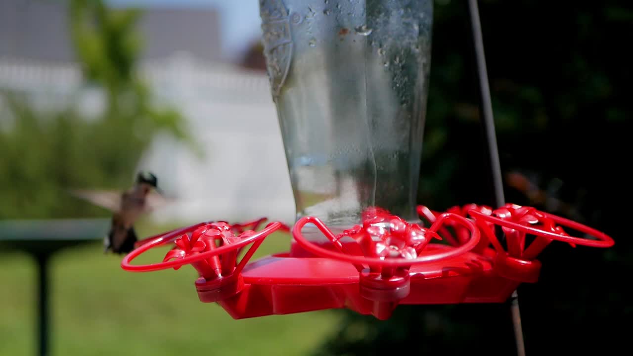 In this stunning slow-motion footage, you'll witness the delicate grace of a hummingbird as it hovers near a vibrant red feeder, its iridescent feathers glistening in the soft sunlight