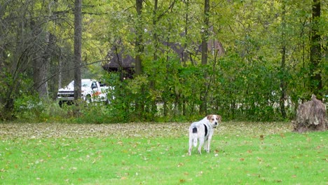 Hermoso-Perro-Blanco-Caminando-En-La-Naturaleza-Verde-En-Clima-Ventoso,-Hojas-Cayendo-Por-Todas-Partes