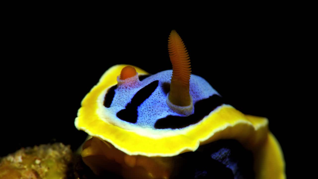 chromodoris elisabethina nudibranch bahía de manado indonesia 25 fps 4k