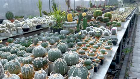 rows of diverse cacti in a greenhouse