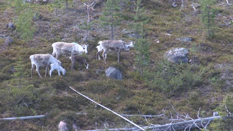 Rentiere-In-Schweden