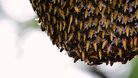 巨型蜜蜂 (giant honey bees) 建立了巨大的巢穴, 裡面有對稱的<unk>袋, 用來儲存蜂蜜作為食物來源.