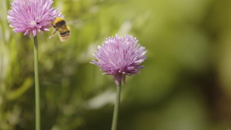 bumblebee pollinates clover flower, closeup