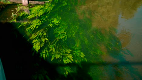 View from high freshwater clear river spring scenery with plants and algae reflections