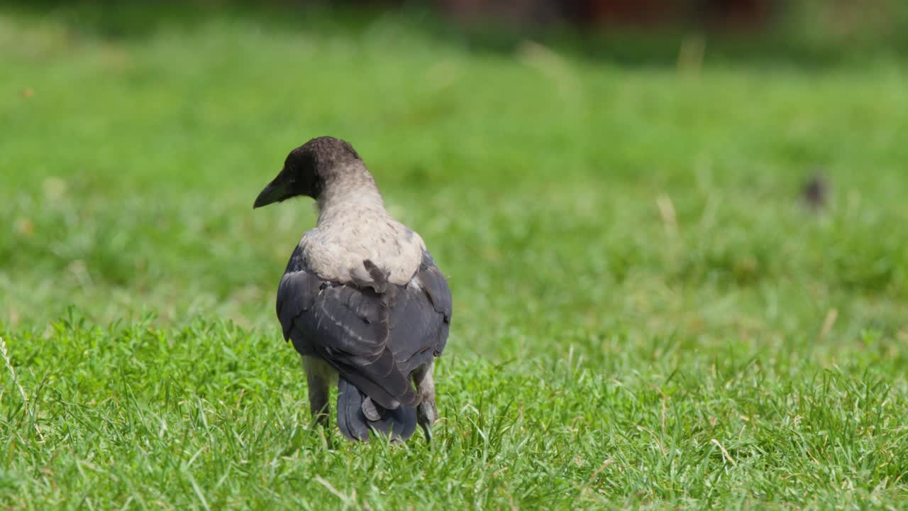 Hooded crow searches for food in green grass, natural daylight, steady camera, outdoor park