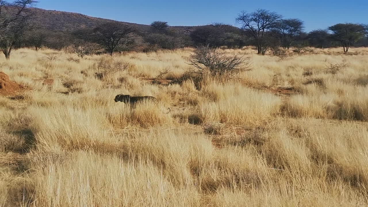 Wild leopard walks through tall grass blowing in breeze, Namibia, Africa