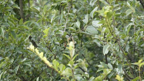 Indian-Myna-bird-feeds-in-a-tree,-urban-Sydney-backdrop