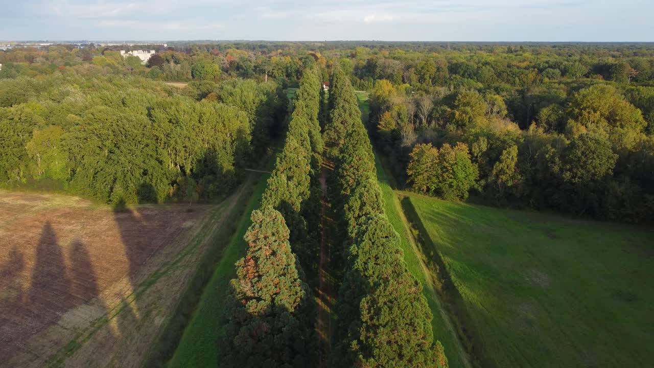 Sequoia alley path, footage by drone, golden hour autumn