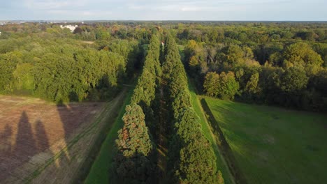 sequoia alley path, footage by drone, golden hour autumn